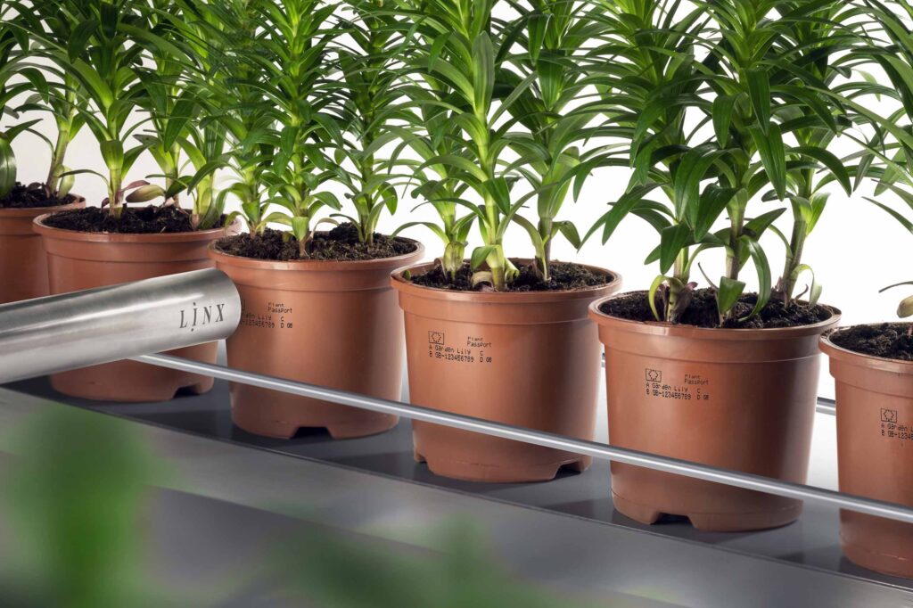 växtpass CIJ bläckmärkning växter kruka odling