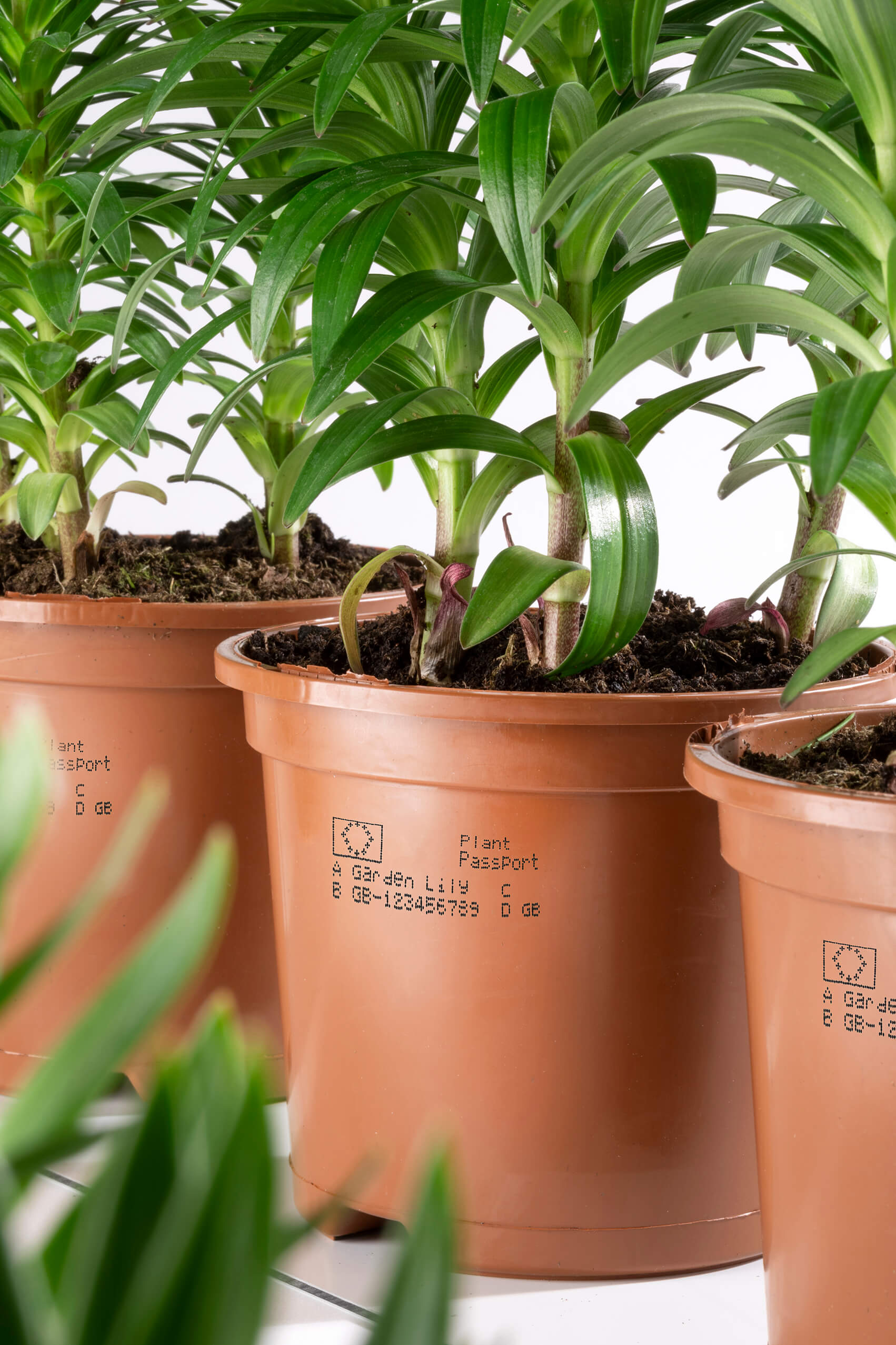 Batchnummer på kruka produktmärkning växtpass